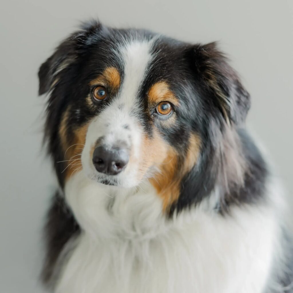 Arlo Willie