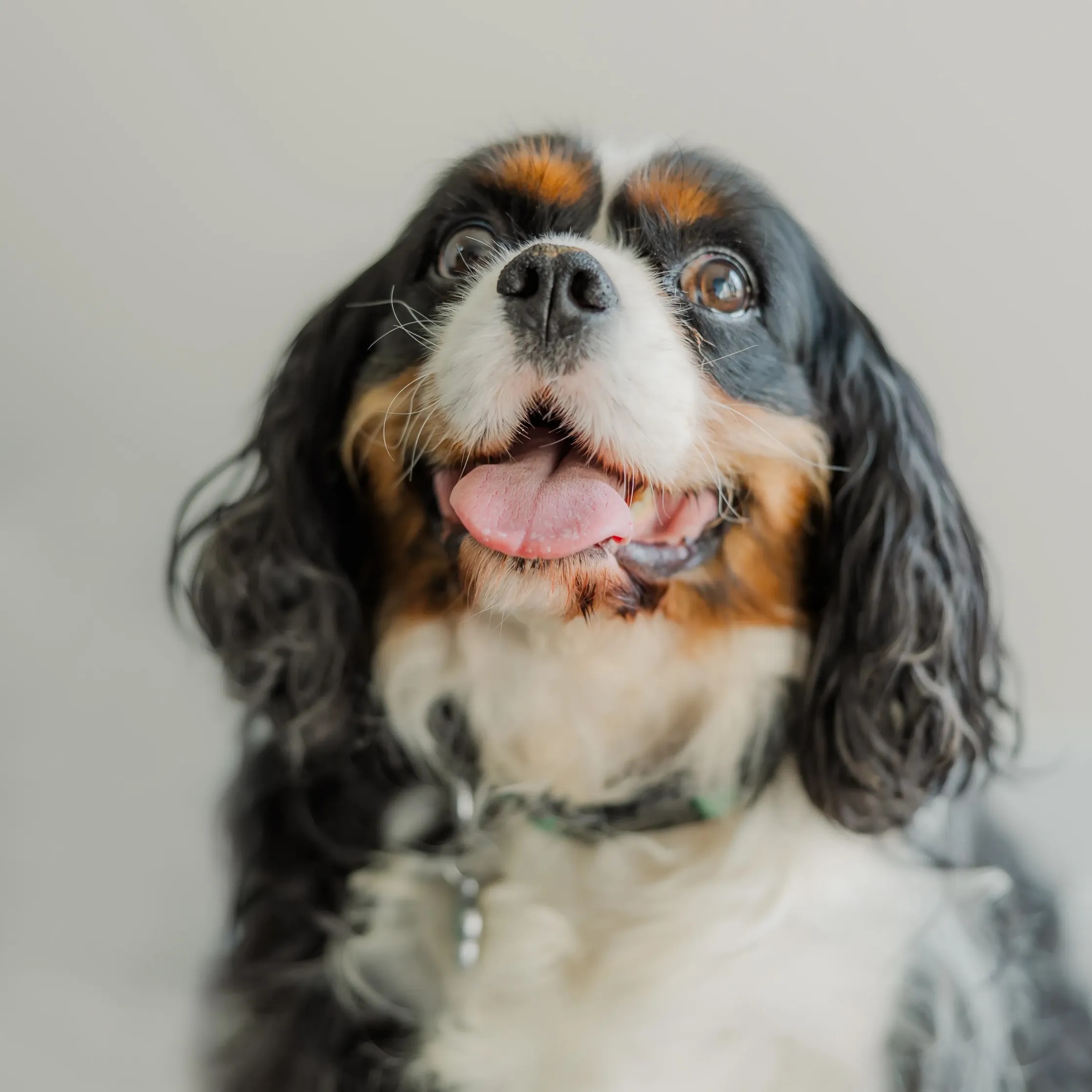 Finley Willie